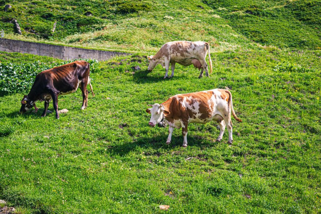 Mucche al pascolo