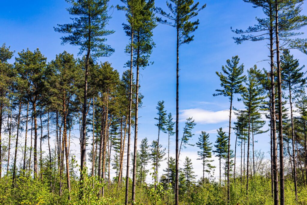 Parco Pineta a Tradate