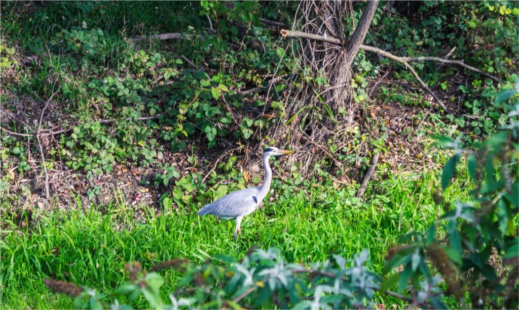 Ciclopedonale Cittiglio Laveno